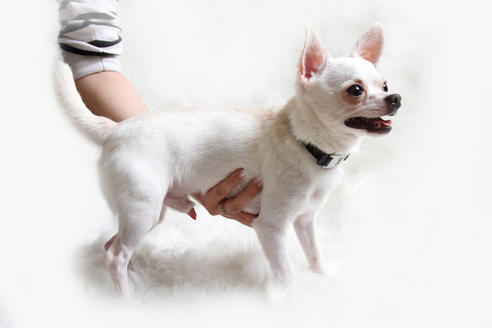 販売中のチワワ(ロングコート)の親犬